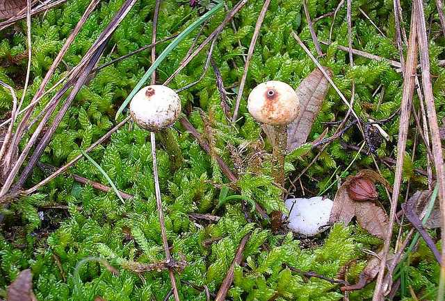 2005 :  Un anno di funghi